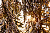 Autumn snow covers the larch trees, Cortina d'Ampezzo, Belluno district, Veneto, Italy, Europe