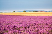 France, Provence Alps Cote d'Azur, Haute Provence, Plateau of Valensole, Lavender field in full bloom