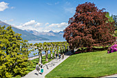 Trees in the gardens of Villa Melzi d'Eril, Bellagio, Lake Como, Lombardy, Italy