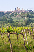 Vineyards and the town of San Gimignano on the background, Orcia Valley, Siena district, Tuscany, Italy