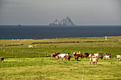 Cows grazing with Skellig Island on the background, Skellig Ring, Co, Kerry, Munster, Ireland, Europe
