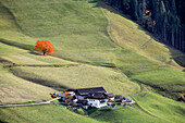 Mountain lodges and solitary autumnal cherry tree, Santa Maddalena, Funes, Bolzano, Trentino Alto Adige - Sudtirol, Italy, Europe