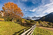 Autumnal cherry tree and Odle Dolomites peaks on the background, Santa Maddalena, Funes, Bolzano, Trentino Alto Adige - Sudtirol, Italy, Europe