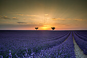 Lavender raws with trees at sunset, Plateau de Valensole, Alpes-de-Haute-Provence, Provence-Alpes-Cote d'Azur, France, Europe