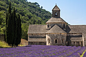 Lavender raws in front of the abbey of S?nanque, Gordes, Vaucluse, Provence-Alpes-Cote d'Azur, France, Europe