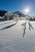 Winter landscape with trees covered in hoarfrost, Celerina, Engadin, Graubunden, Switzerland