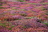 Pointe du Van, Brittany, France, Detail of flowering heather