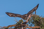 Buzzard, Trentino Alto-Adige, Italy