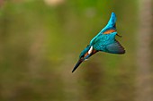 kingfisher in flight, Trentino Alto-Adige, Italy