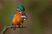 Kingfisher, Trentino Alto-Adige, Italy