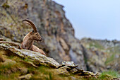 Europe, Italy, Piedmont, Cuneo district, Gesso Valley, Male ibex