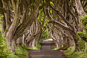 The Dark Hedges, County Antrim, Ulster region, northern Ireland, United Kingdom, Iconic trees tunnel
