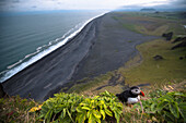 Dyrholaey, Vik i Myrdal, Southern Iceland, Puffins on top of the cliff