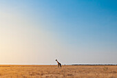 Etosha National Park, Namibia, Africa, Giraffe