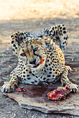 Southern Namibia, Africa, Cheetah feeding