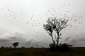 Birds taking off altogether from a tree in Uganda, Queen Elizabeth National Park