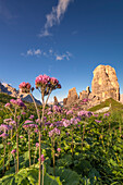 Europe, Italy, Veneto, Veneto, Belluno, Dolomites, Cinque Torri at sunset in the summer with a beautiful flowering of Adenostyles alpina