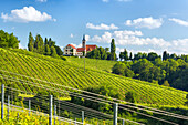Europe, Slovenia, Vineyard below the hilltop church of Jeruzalem near Ljutomer