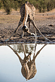 A giraffe drinking from a waterhole in Savuti rea of Chobe National Park