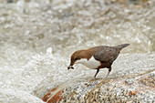Lombardy, Italy, Dipper