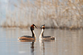 Iseo Lake, Lombardy, Italy, Great crested grebe