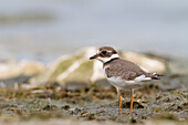 Garda Lake, Lombardy, Italy, Ringed plover