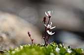Lombardy, Italy, Starry saxifrage
