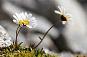 Leucanthemopsis alpina, Alpine Daisy