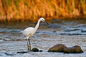 Garda Lake, Lombardy, Italy, Little Egret