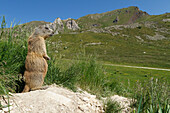 Stelvio National Park, Lombardy, Italy, Alpine marmot