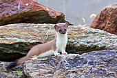 Stelvio National Park, Lombardy, Italy, Ermine