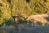 Emilia-Rmagna, Italy, Deer