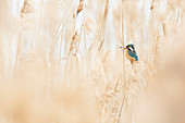Lombardy, Italy, Kingfisher