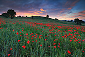 Field of poppies in the sunset, on a meadow above an hill