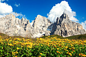 Trentino Alto Adige, flowers at Pale di San Martino from Rolle pass, Dolomites, Italy