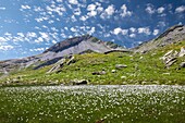 Blooming cotton-grass at Pian dei Cavalli, Campodolcino, Vallespluga, Valchiavenna, Valtellina Lombardy Italy Europe
