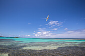 Birds fly on the turquoise waters of the Caribbean Sea Green Island Antigua and Barbuda Leeward Island West Indies