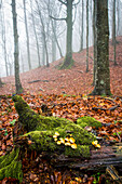 Sassofratino Reserve, Foreste Casentinesi National Park, Badia Prataglia, Tuscany, Italy, Europe, Mushrooms on fallen trunk covered with moss