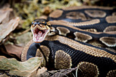 The royal python Python regius Python