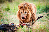 Masai Mara National Reserve, Kenya, Africa, Lion Panthera leo  eating a prey