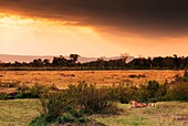 Masai Mara Park, Kenya, Africa A family of lions, made up of a lioness with her two cubs, taken at sunset