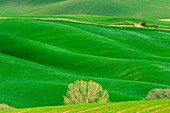 Tuscan hills in Val d'Orcia, Italy