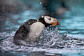 A puffin splashes into the water in the Kenai Fjords National park, Seward