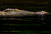 A Nile crocodile swims in the Nile river just downstream Murchison's falls, in Murchison's falls National park, Uganda