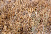 A lion cub hides in the grasslands of southern Serengeti national park, tanzania