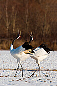 Two Japanese red crested cranes dancing in Hokkaido, Japan