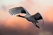 A Japanese red crested cranes flying above Akan crane center at sunset