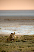 Lioness roaring at sunrise with the breath enhanced by the sunrise light