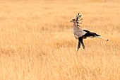 Amboseli Park, Kenya, Africa A serpentary burd taken in the tall grass, while hunting in the park Amboseli