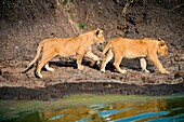 Masai Mara Park, Kenya, Africa Taking two young lions, 9 months, playing